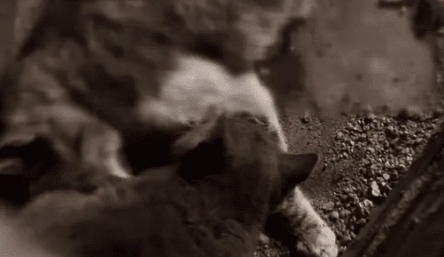 YouTube viral: Gatito espera junto al cadáver de su madre y conmueve al mundo por insólito gesto [VIDEO]