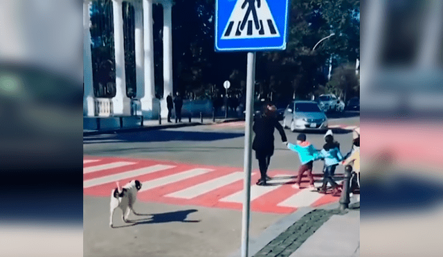 En Facebook, un perro ladró fuerte a los conductores con la intención que paren y dejen cruzar a unos niños.