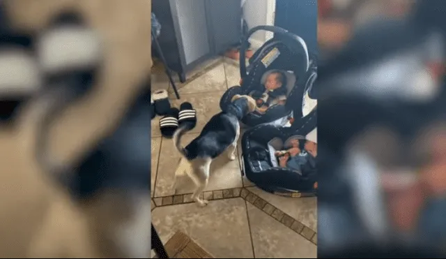 Video es viral en YouTube. Mujer grabó el conmovedor comportamiento que tuvo el can cuando le presentó a sus bebes recién nacidos.
