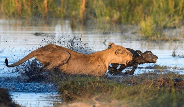 La leona aprovechó que el ternero estaba lejos de sus padres para intentar atraparla. Foto: Ben Cranke