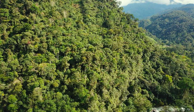 Reducen en un 24% deforestación en Bosque de Protección Alto Mayo