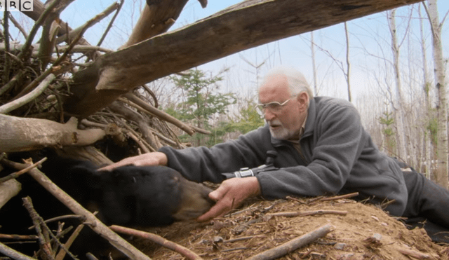 YouTube viral: valiente investigador ingresa a recinto de oso para grabar a las crías del animal [VIDEO]