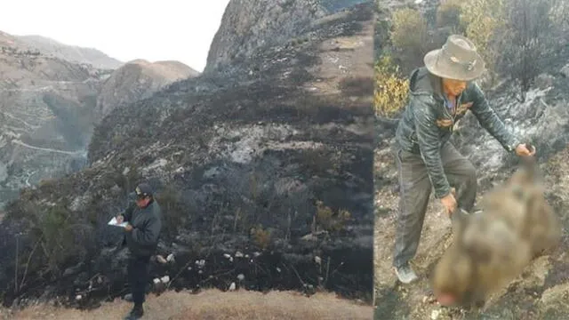 Nuevo incendio forestal afectó comunidad campesina de Cusco
