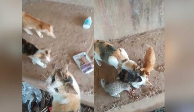 Desliza las imágenes para ver la increíble reacción de estos gatitos al probar alimento luego de varios días de pasar hambre. Foto: captura de TikTok/curhatan_mpus
