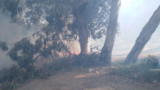 Lambayeque: incendio forestal causa alarma [VIDEO]