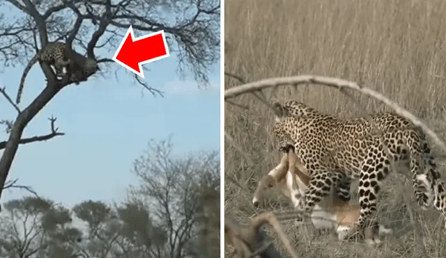 Para ver lo que pasó en el video de YouTube con leopardo y el antílope revisa nuestra galería de fotos deslizando cada imagen hacia la izquierda.