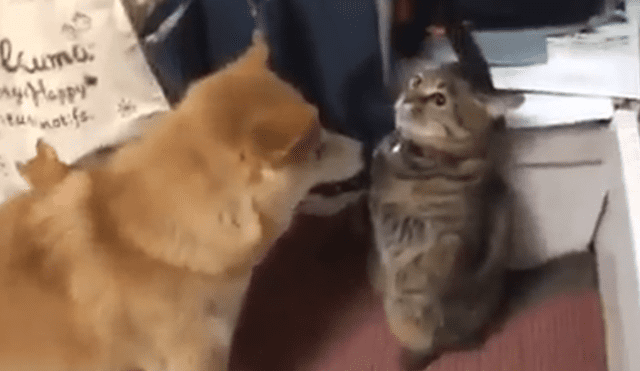 Video es viral en Facebook. El gato no estaba contento con la nueva mascota de su dueña, así que ideó un curioso ‘truco’ para demostrarle que no era bien recibido. Foto: Captura.