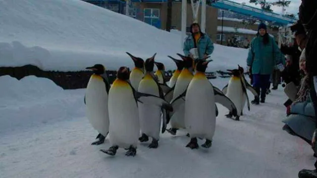 Las relaciones sexuales entre pingüinos pueden darse sin distinguir el género y parentezco. Foto: Difusión