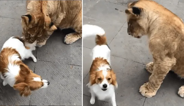 Desliza hacia la izquierda para ver el temible encuentro de un pequeño perro con un grupo de felinos. Imágenes que han causado furor en YouTube.