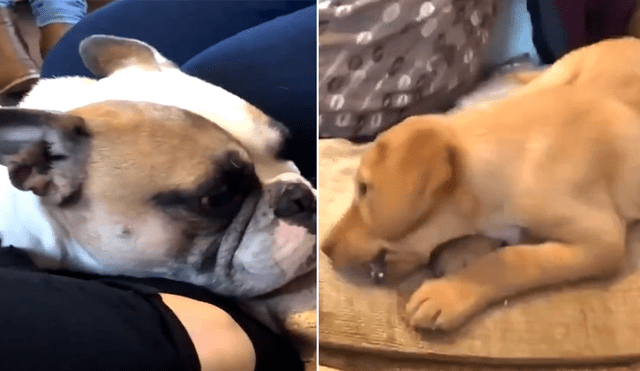 Facebook: El conmovedor gesto de un perrito al ver a su amigo triste [VIDEO]