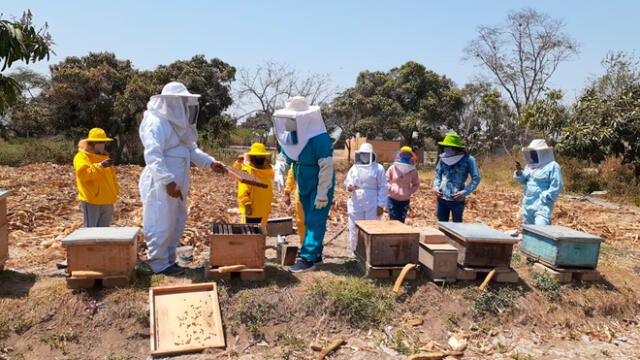 Crianza de abejas en Íllimo Lambayeque