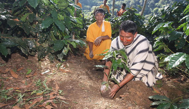 Junín: Caficultores nomatsiguengas cultivan café en bosques conservados