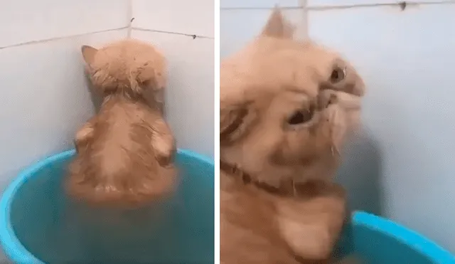 En Facebook, un gato mostró su molestia cuando su dueño le dio un baño y trató de ignorarlo de la peor manera.