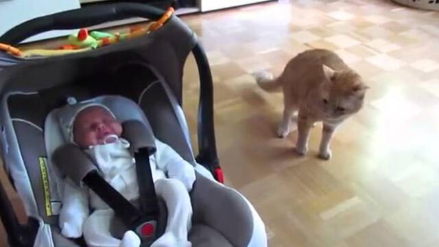 YouTube: Gato ve por primera vez a un bebé y tiene extraña reacción frente a todos