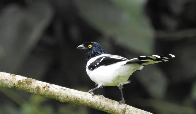 Tangara Urraca, una de las 142 especies de aves que sobrevuelan la zona.