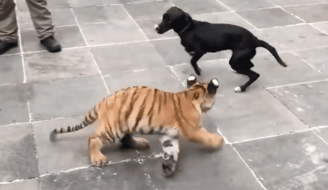 Perro se topa por primera vez con tigresy tiene inesperada reacción