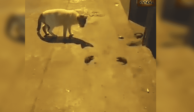 Video es viral en YouTube. El gato espero pacientemente que los ratones terminaran de pelear para comerse a uno de ellos. Foto: Captura.