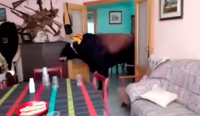 YouTube: toro causa pánico al irrumpir en casa durante encierro en España