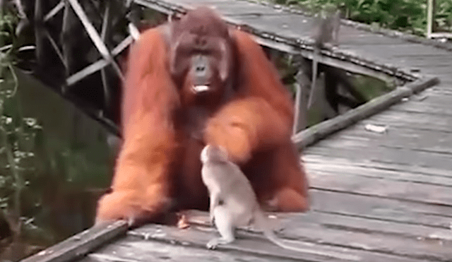 Mono bebé quita plátano a enorme orangután, sin imaginar que el“karma” le daría un duro castigo [VIDEO] 