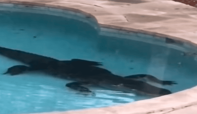 Youtube viral: Familia elimina extraña criatura que apareció en su piscina [VIDEO]
