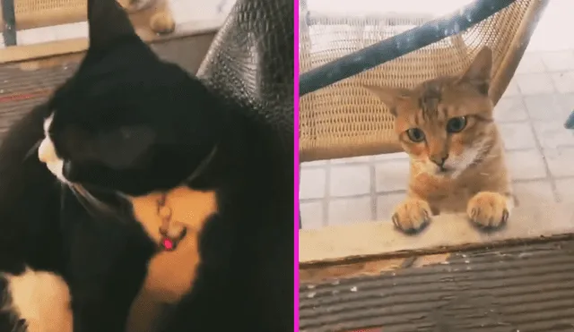 Twitter: gato enamorado pide perdón a su pareja y ella lo sepulta con su indiferencia [VIDEO]