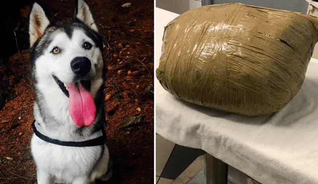 Perro alojado en una guardería fue devuelto muerto en un paquete [FOTOS]