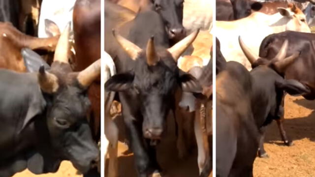 Facebook: Capturan una vaca con tres cuernos y video aterroriza al mundo entero