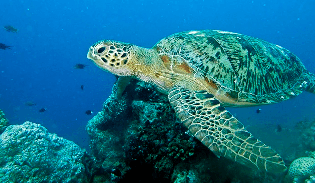 Grabaron a más de 60.000 tortugas marinas, que se encuentran en peligro de extinción, en las costas de Australia. Foto: Clarín