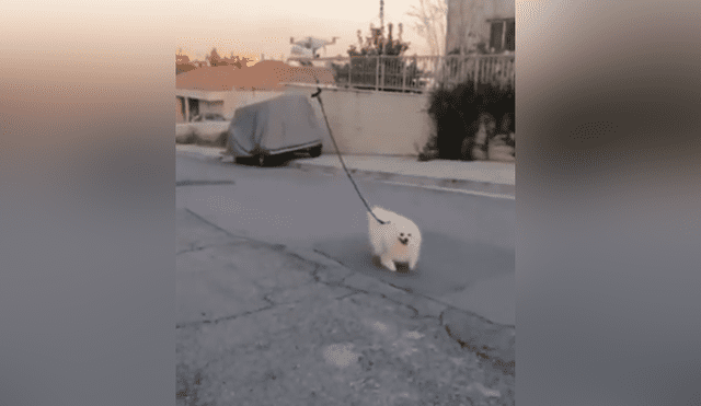 A través de Facebook se ha vuelto viral una curiosa escena en la que un perro es paseado por un dron.