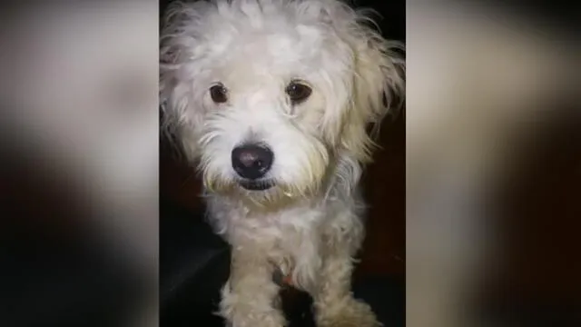 Villa El Salvador: dueños piden ayuda para poder encontrar a su mascota desaparecida