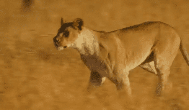 Ella llegó junto a otra hembra e hicieron huir a los depredadores. Foto: BBC Earth