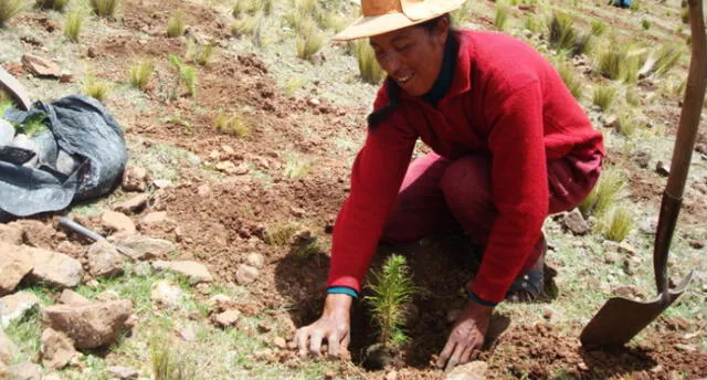 Reforestarán distrito de Puno con la siembra de 44 mil plantas.