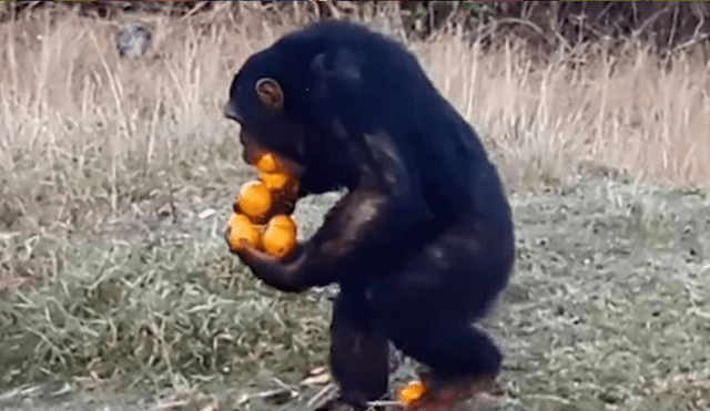 Facebook Viral: Este es el comportamiento de un 'mono egoísta' [VIDEO]