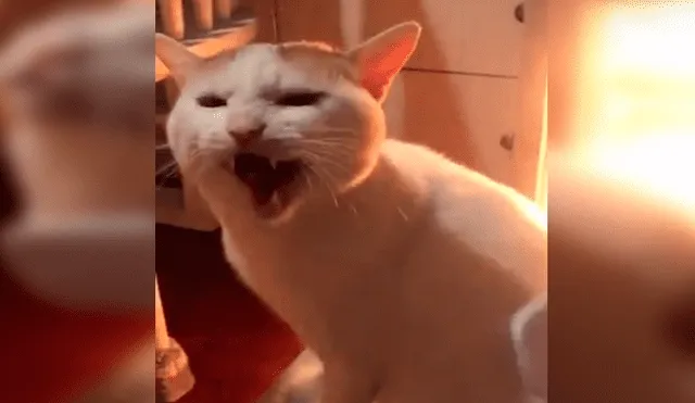 Facebook viral: pequeño gato tiene curiosa reacción cuando su dueña deja de 'peinarlo' [VIDEO]