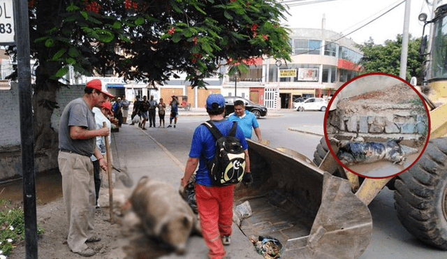 Arrojan cerdo en estado de descomposición en Paseo Las Musas