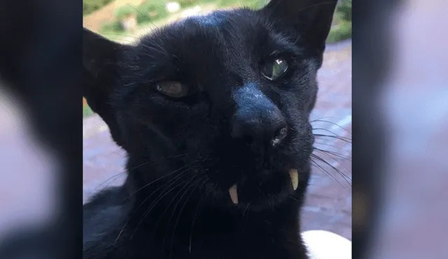Facebook: extraño 'Gato vampiro' causa asombro en redes por su inusual apariencia [VIDEO]