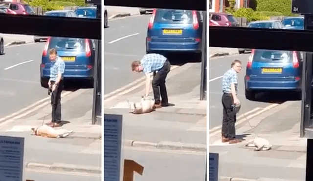 En Facebook, un joven captó el preciso instante que un perro hizo una rabieta a su dueño en la calle, pero no logró su objetivo.
