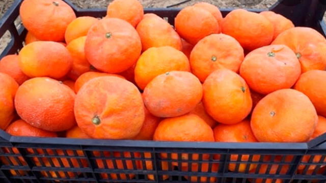 Regalarán más de 500 kilos de mandarina en feria de Huaral. Créditos: Difusión.