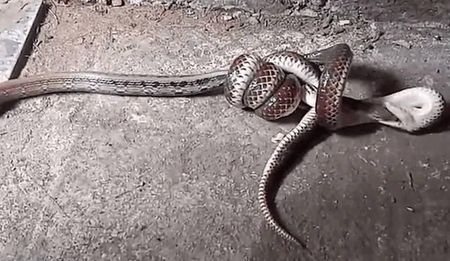 Un video viral de YouTube registró el momento en que una descomunal serpiente devoró a otra.
