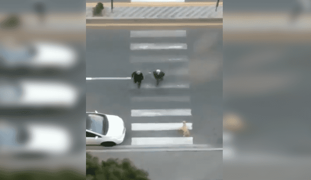 En YouTube, un señor se percató de la presencia de un perro callejero y lo ayudó para que cruce la pista.