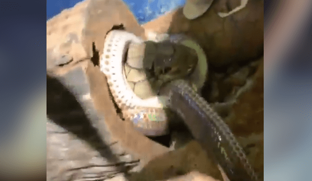 Graban el momento exacto en que dos serpientes tienen brutal enfrentamiento.