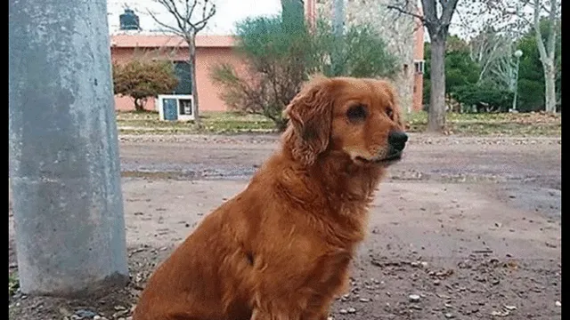 Sheila, la fiel can que espera a su dueño en la puerta de prisión 