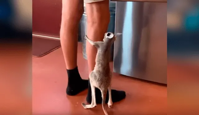 Un bebé canguro enterneció a miles de usuarios en Facebook tras ser captado aferrándose a las piernas de su dueño por una contundente razón.
