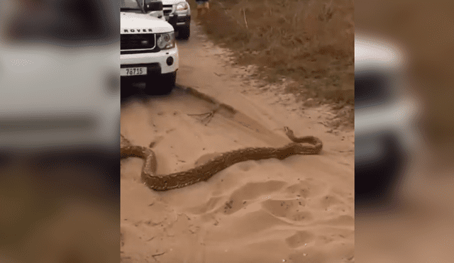 La serpiente salió de su escondite y 'atacó' a los turistas. Foto: captura