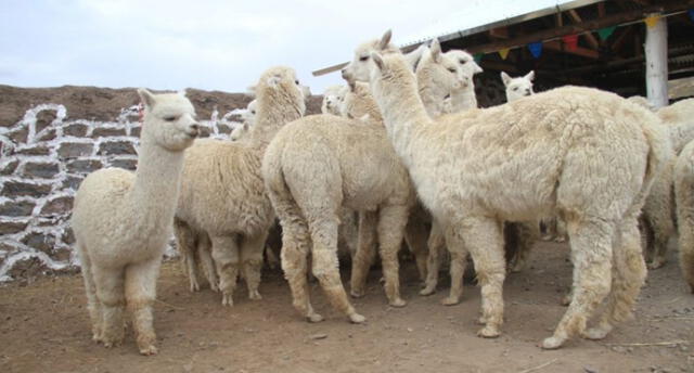 Arequipa: campesinos reciben 140 cobertizos para prevenir muertes de animales por heladas