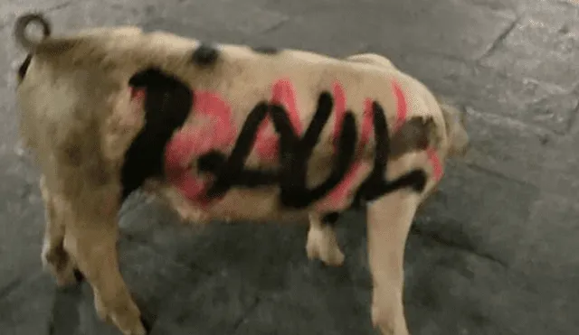 Facebook Viral: utilizan a cerdos para protestar contra Maduro y los Castro