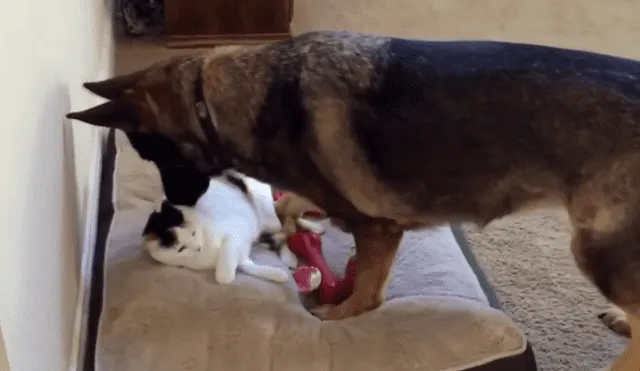 Un video viral muestra el momento en el que un perro se acera a un gato a reclamarle por encontrarlo acostado en su cámara.