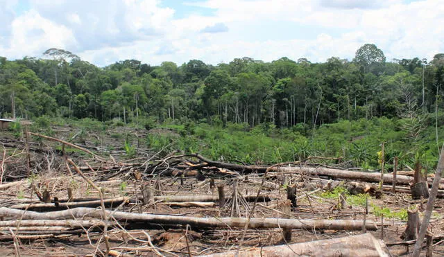 Deforestación. Foto: La periferia es el centro.