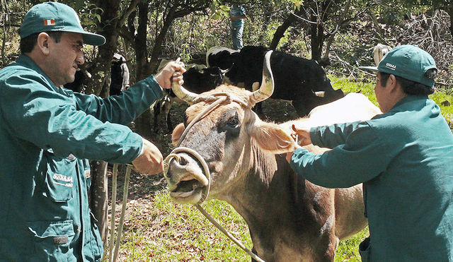 Ayacucho: vacunan a más de 16 mil cabezas de ganado contra el carbunco