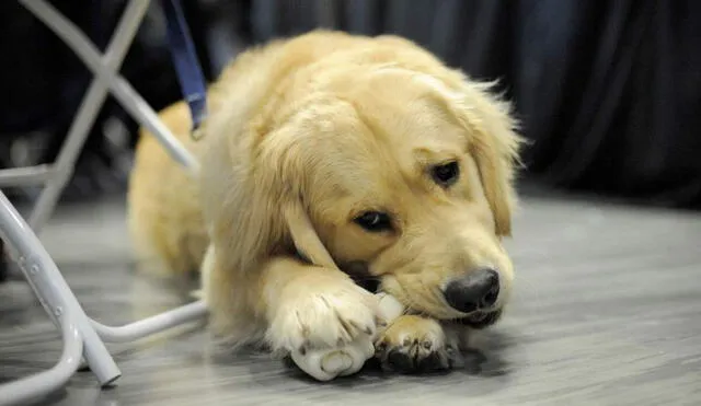 El estudio se llevó a cabo en perros domésticos de los distritos de Surco y Villa El Salvador. Foto: AFP